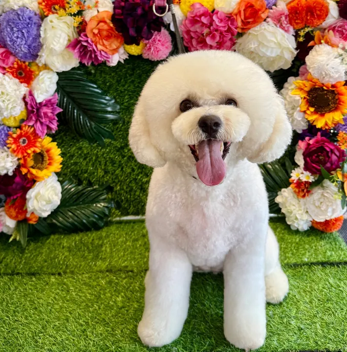 White bichon frise with a rounded head trim on the flower wall