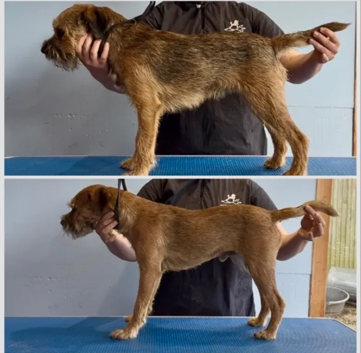 Border terrier before and after a hand stripped groom