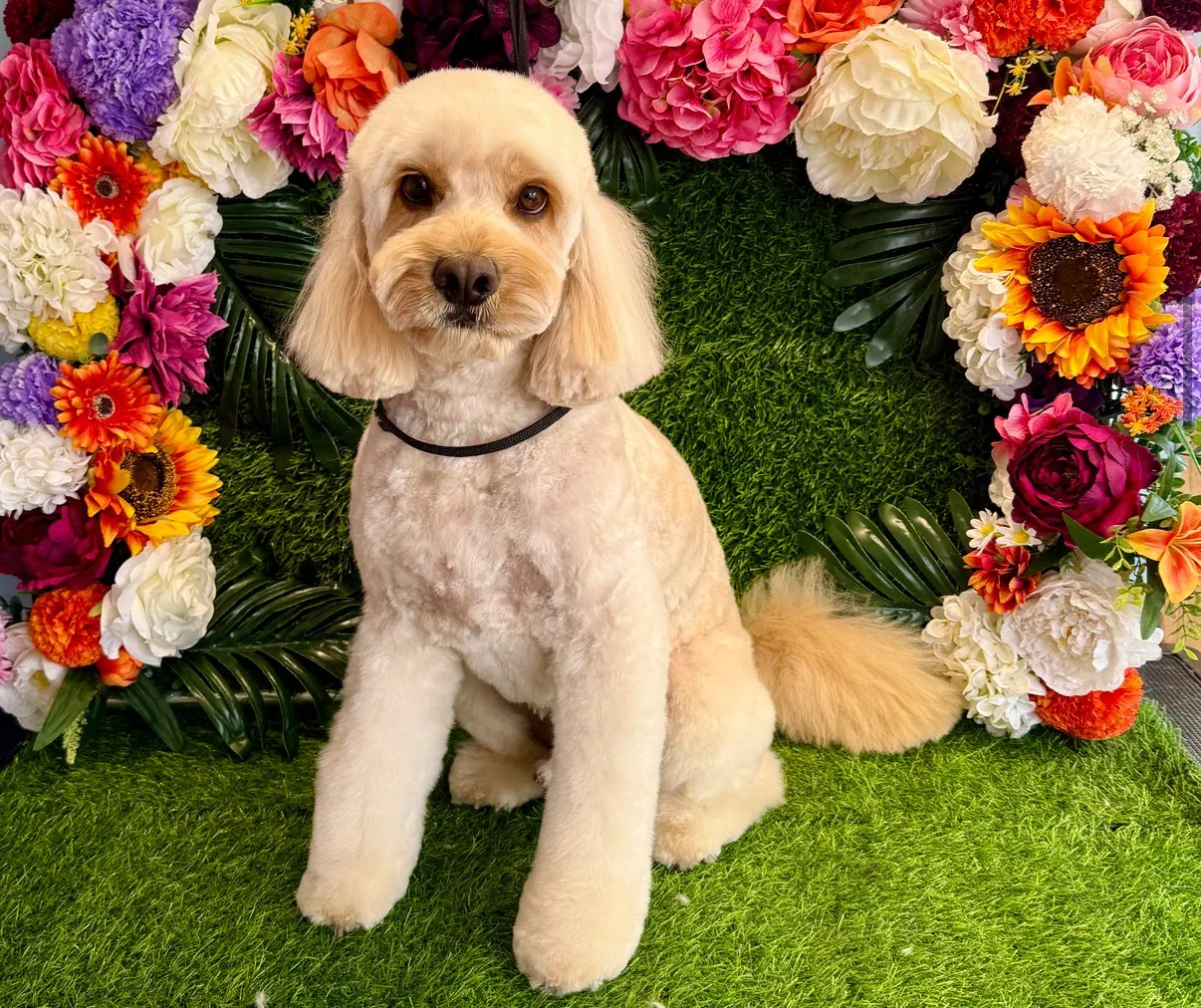 Apricot cockapoo with a fresh teddy trim, sitting in front of the flower wall at Izzy's Groom Room