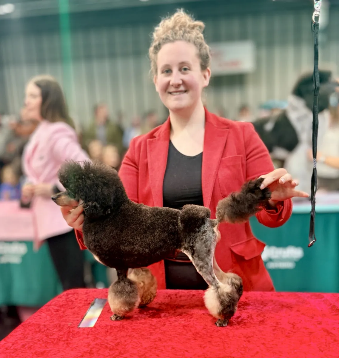 Izzy presenting a groomed poodle on the table at Crufts