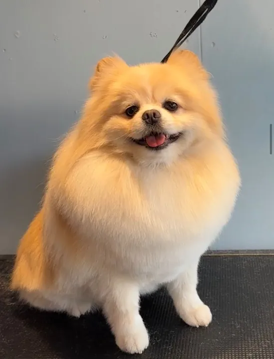 Smiling Pomeranian with a fluffy rounded trim