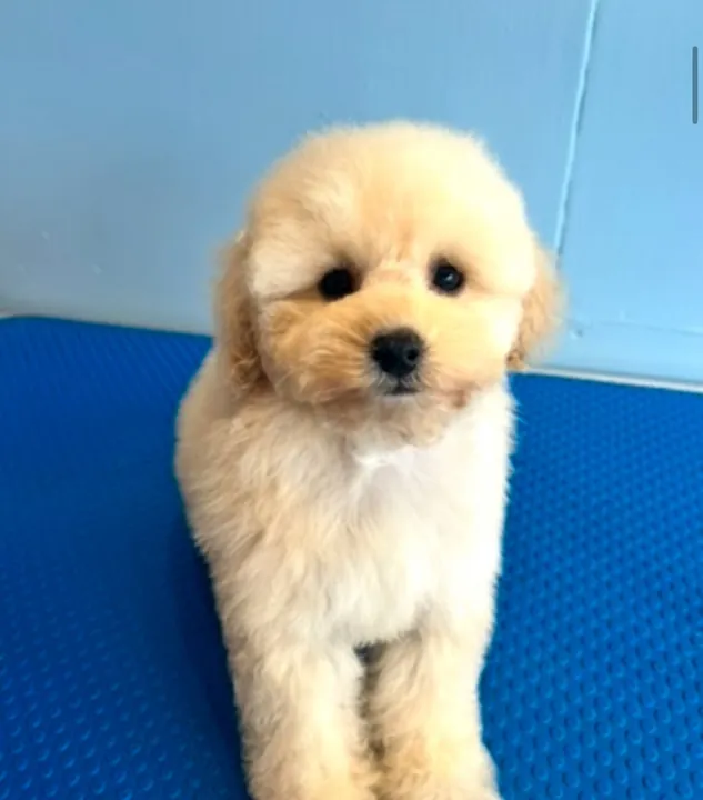 Cream puppy after a gentle first puppy groom