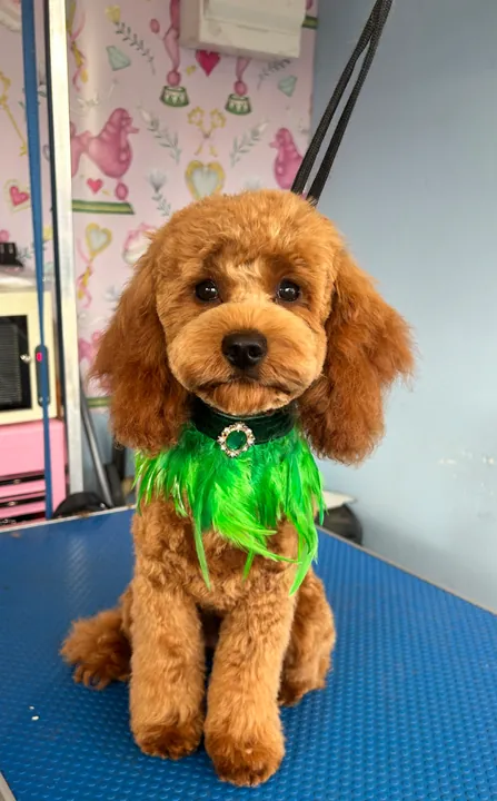 Red cockapoo with a teddy face trim and green feather collar